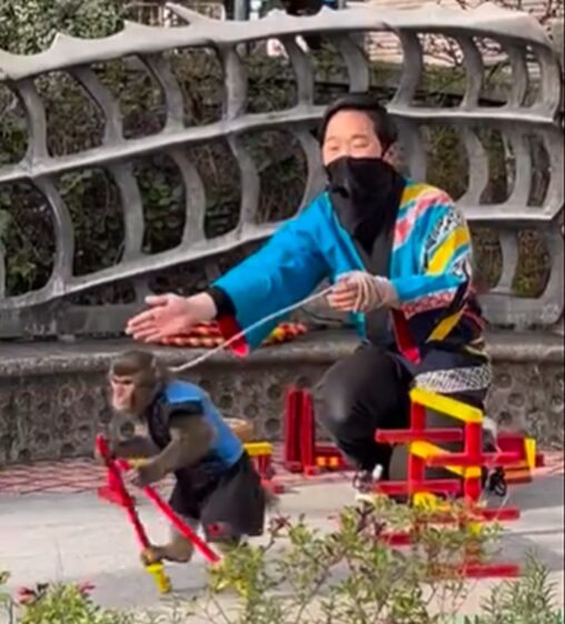 大道芸の猿回し