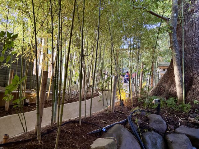 大楠へは竹藪の綺麗な通路を通って進みます