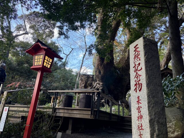 天然記念物　大楠