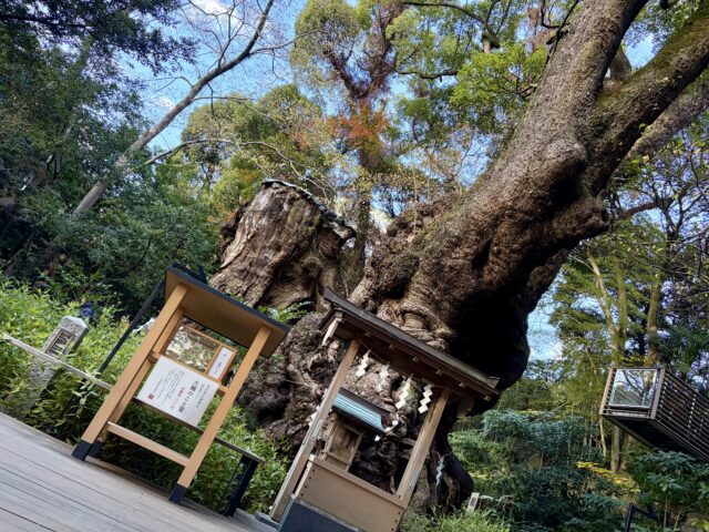 樹齢2000年以上の大楠