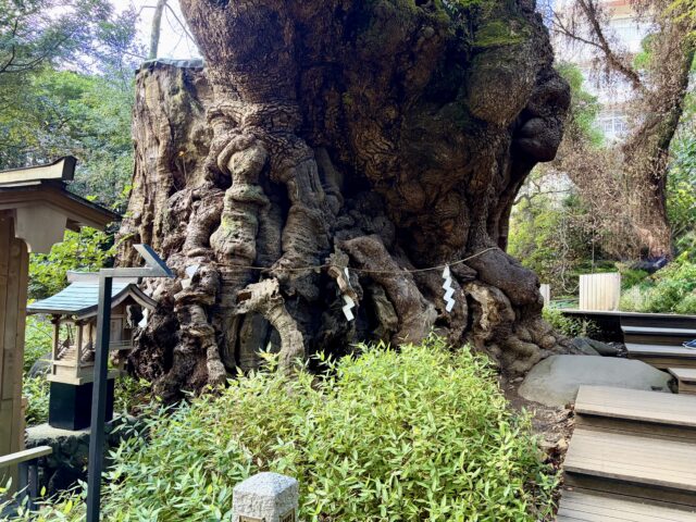 大楠の周りの歩道