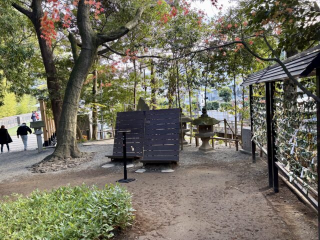 大楠を見上げるフォトスポット