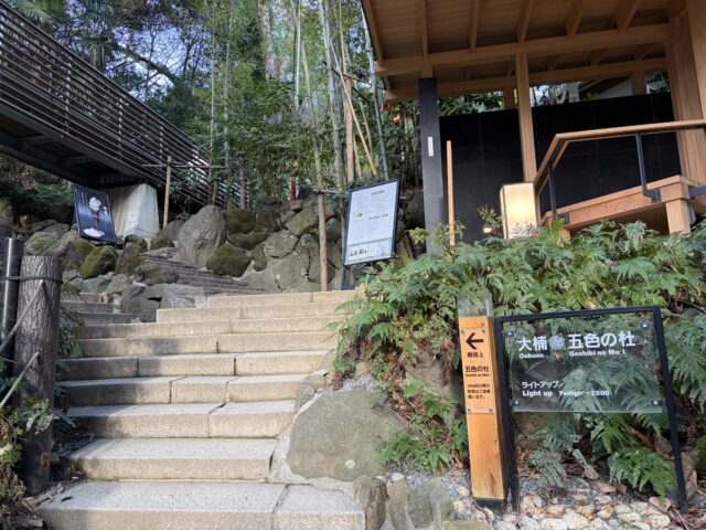 大楠右手の階段　五色の杜や展望台へ