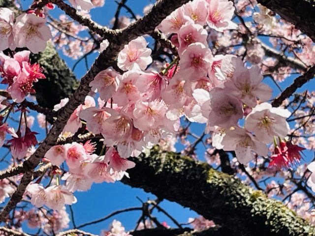 熱海桜